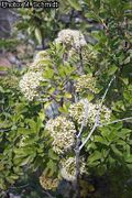 inflorescences