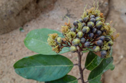 alt=Description de l'image 2_Maranthes_chrysophylla_(Oliv.)_Prance_gaac.png.