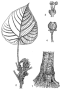 1, base du fût ; 2, rameau en fleurs ; 3, fleur mâle ; 4, fruit ouvert. Redessiné et adapté par J.M. de Vries