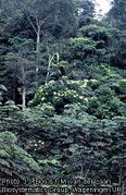 arbre dans son milieu