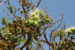 alt=Description de l'image Daniellia oliveri Claire Felloni fleurs et fruits.jpg.
