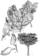 1, port de l’arbre ; 2, feuille ; 3, partie de l’inflorescence ; 4, fruits ouverts. Redessiné et adapté par J.M. de Vries