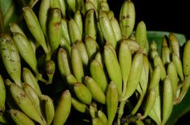 fruits