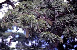 alt=Description de l'image Brachystegia spiciformis WAG9000152.jpg.
