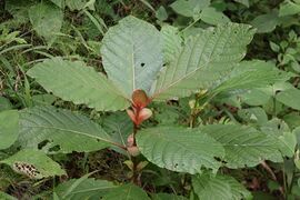 feuilles et stipules