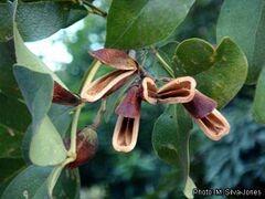 fruits