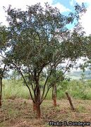 arbre (Mozambiqueflora)