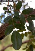 feuilles (Mozambiqueflora)