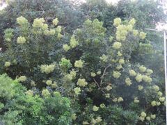 arbre