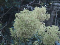 inflorescence