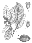 1, rameau en fleurs ; 2, fleur mâle ; 3, fleur femelle ; 4, fruit. Source: PROSEA