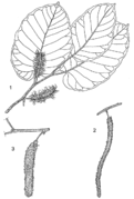 1, rameau avec inflorescences femelles; 2, inflorescence mâle; 3, infrutescence. Redessiné et adapté par Achmad Satiri Nurhaman