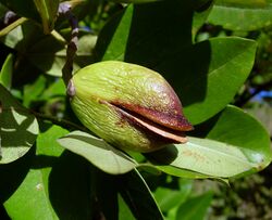alt=Description de l'image Schrebera alata Robert v. Blittersdorff fruit.jpg.