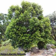 arbre