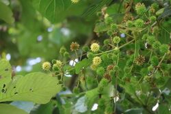 alt=Description de l'image Mitragyna rubrostipulata andreaudzungwa fleurs.jpg.