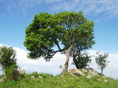 arbre