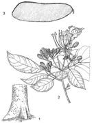 1, base du fût ; 2, ramille en fleurs ; 3, fruit. Redessiné et adapté par Iskak Syamsudin