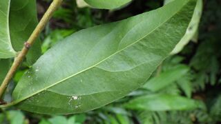 feuille