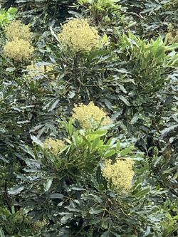 alt=Description de l'image Neocussonia umbellifera hammockbythebeach.jpg.