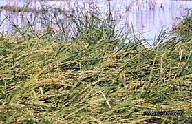 culture du riz flottant