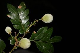 fruits