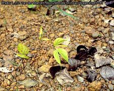 plantule