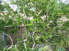 arbre
