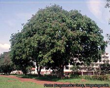 arbre