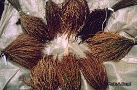 polymorphisme des panicules récoltées
