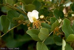 alt=Description de l'image Bobgunnia madagascariensis fleur RP TIQUET.jpg.