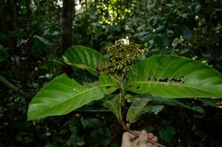 alt=Description de l'image Corynanthe johimbe Ehoarn Bidault infrutescence.jpg.