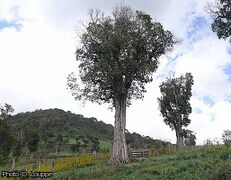 arbre