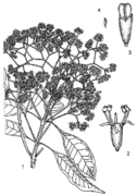 1, rameau en fleurs ; 2, fleur ; 3, fruit ; 4, graine. Redessiné et adapté par J.M. de Vries.