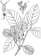 1, rameau en fruits ; 2, fleur mâle ; 3, fleur bisexuée. Source: Flore analytique du Bénin.