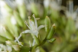 fleur
