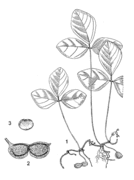 1, port de la plante ; 2, fruit ; 3, graine. Redessiné et adapté par Iskak Syamsudin