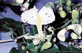 fleurs