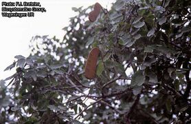 arbre en fruits