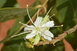 fleur