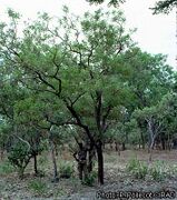 arbre
