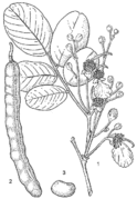 1, rameau en fleurs ; 2, fruit ; 3, graine. Redessiné et adapté par W. Wessel-Brand