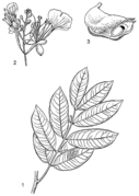 1, feuille ; 2, inflorescence ; 3, fruit ouvert. Redessiné et adapté par Iskak Syamsudin