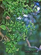 branche en fleurs (C. Puff)
