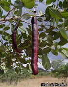 fruit mûr (Zimbabweflora)