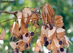 fruits ouverts