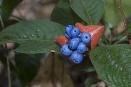 fruits