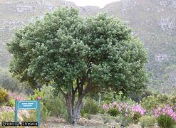arbre