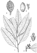 1, rameau feuillé ; 2, inflorescence mâle ; 3, fleur mâle ; 4, fruit ; 5, graine avec une partie de l'arille. Redessiné et adapté par Iskak Syamsudin