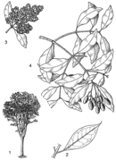 1, port de l'arbre ; 2, feuille ; 3, rameau en fleurs ; 4, rameau en fruits. Redessiné et adapteé par Achmad Satiri Nurhaman