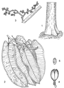 1, base du tronc ; 2, rameau feuillé ; 3, inflorescence ; 4, fruit ; 5, graine. Redessiné et adapté par Iskak Syamsudin